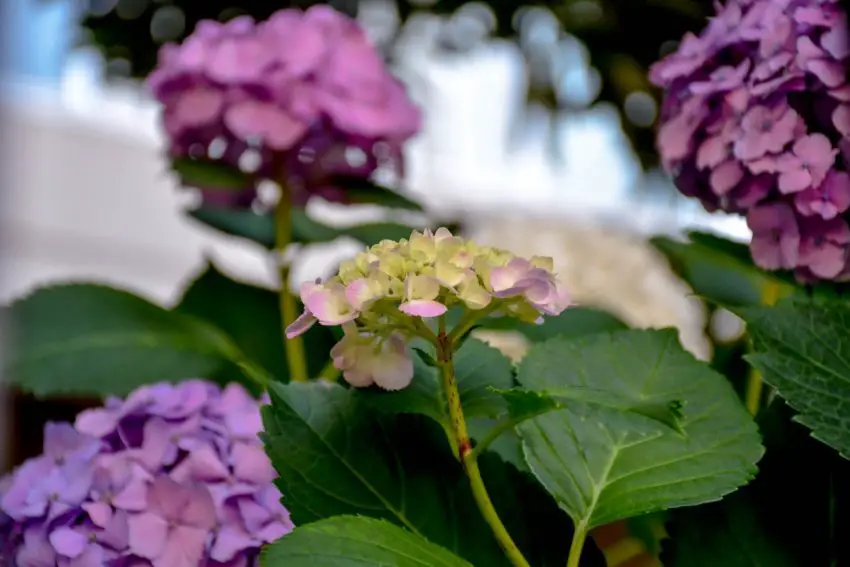 Where is the best place to plant Hydrangea