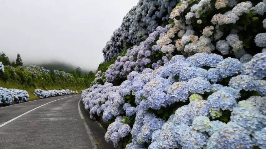 Where to plant hydrangeas