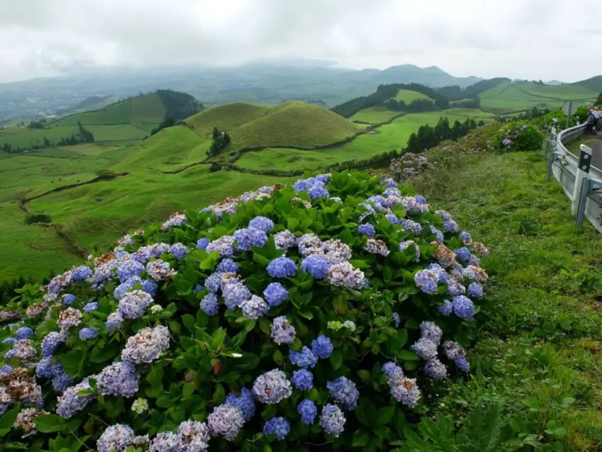 Where to plant hydrangeas 