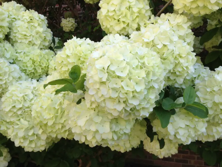  Hydrangea panicle planting 