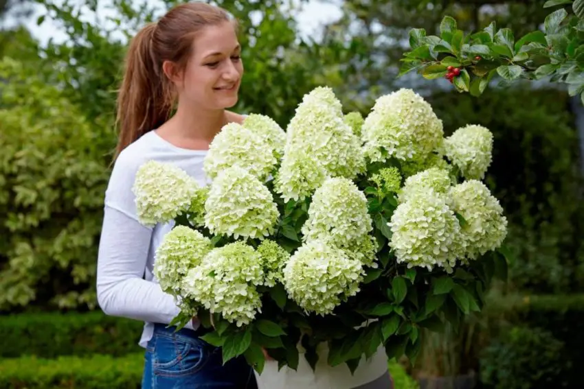 How to take care of hydrangeas