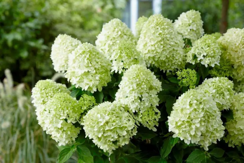 How to take care of hydrangeas