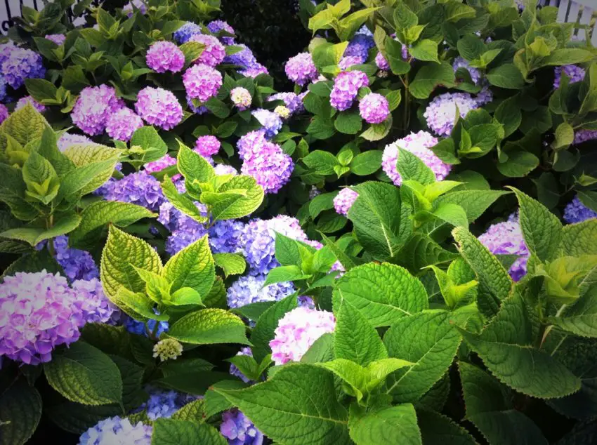 Where to plant hydrangeas