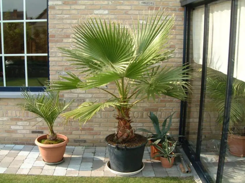 Washingtonia from seed 