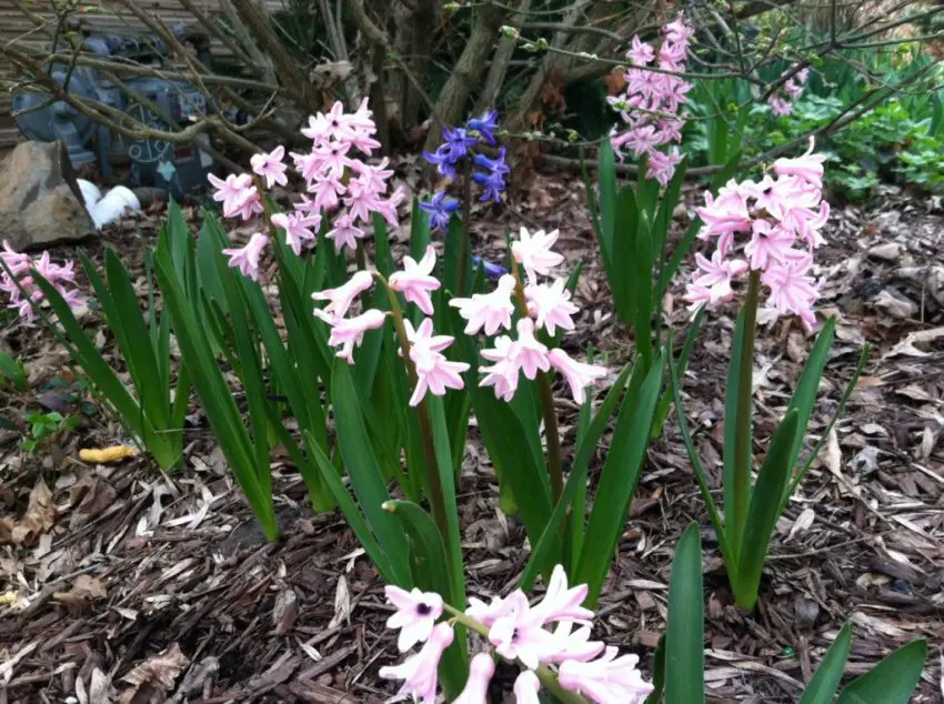 When to dig up hyacinths after flowering 