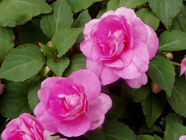 Why doesn't the houseplant balsam bloom?