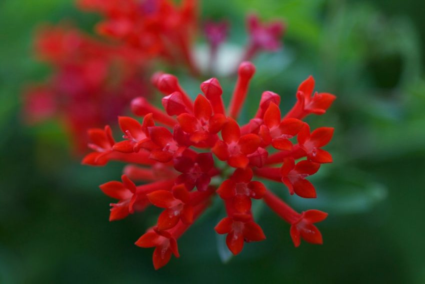 Ways to grow and care for bouvardia at home