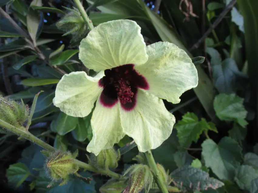 Hibiscus multifoliage