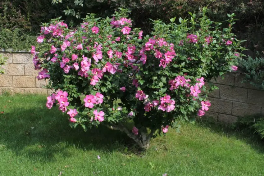 Syrian hibiscus