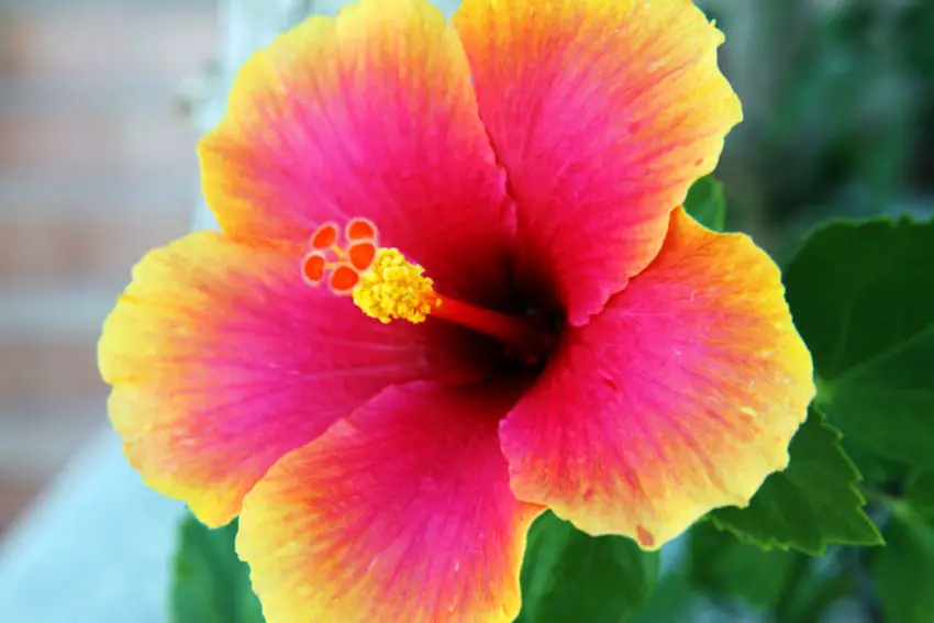 hibiscus varieties