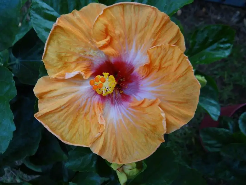 hibiscus species