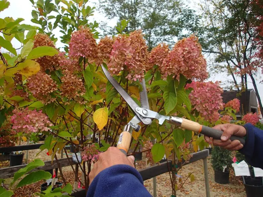 Is it worth trimming hydrangeas for the winter and how to prepare the flower