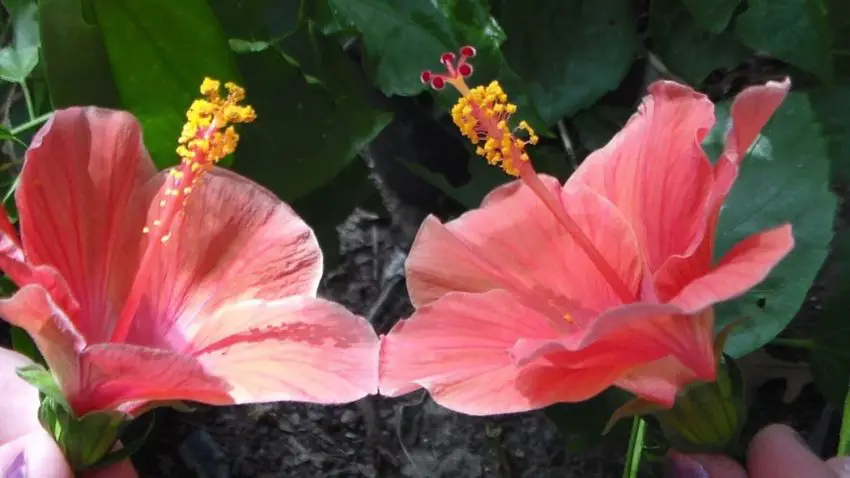 hibiscus species