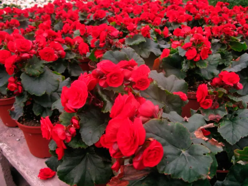 Red begonia care at home