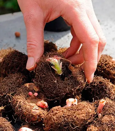 begonia red transplants