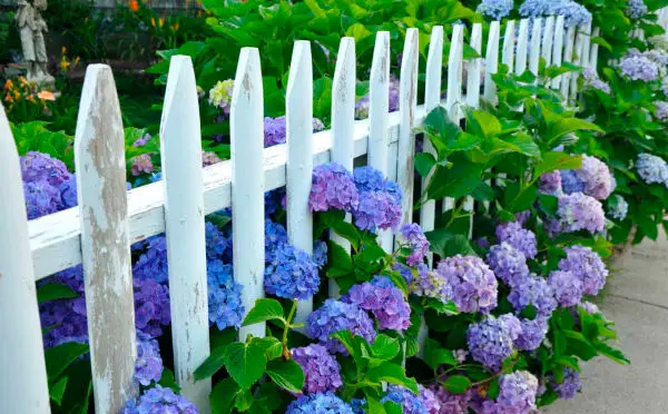 Hydrangea transplanting in summer