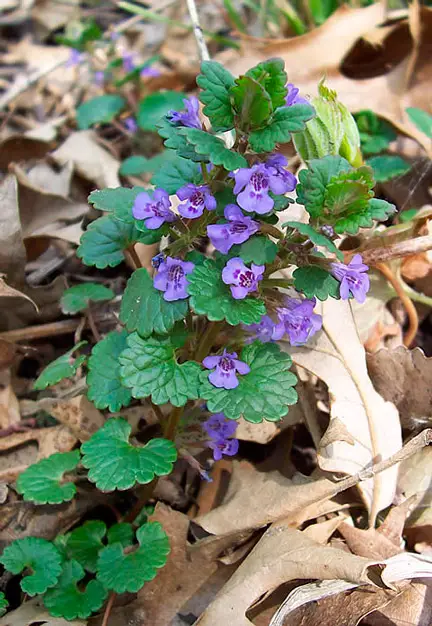 Growing ground ivy