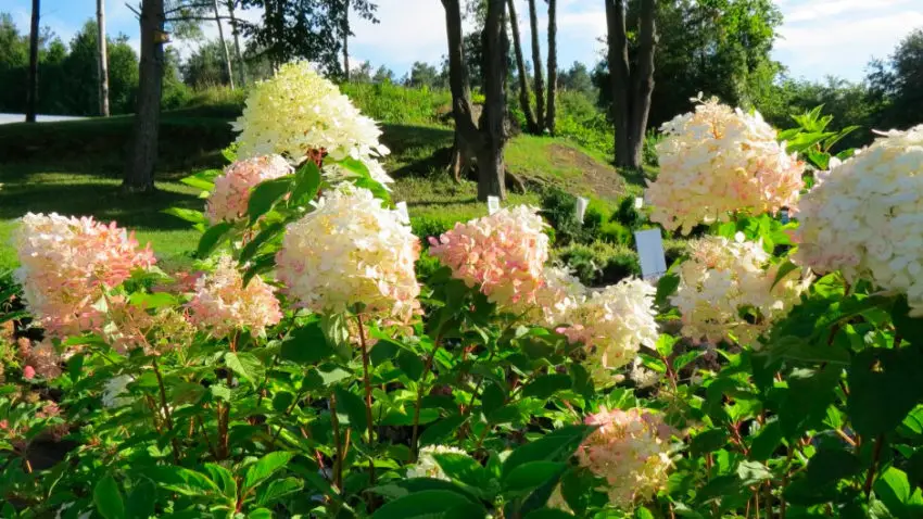  When hydrangea panicle blooms