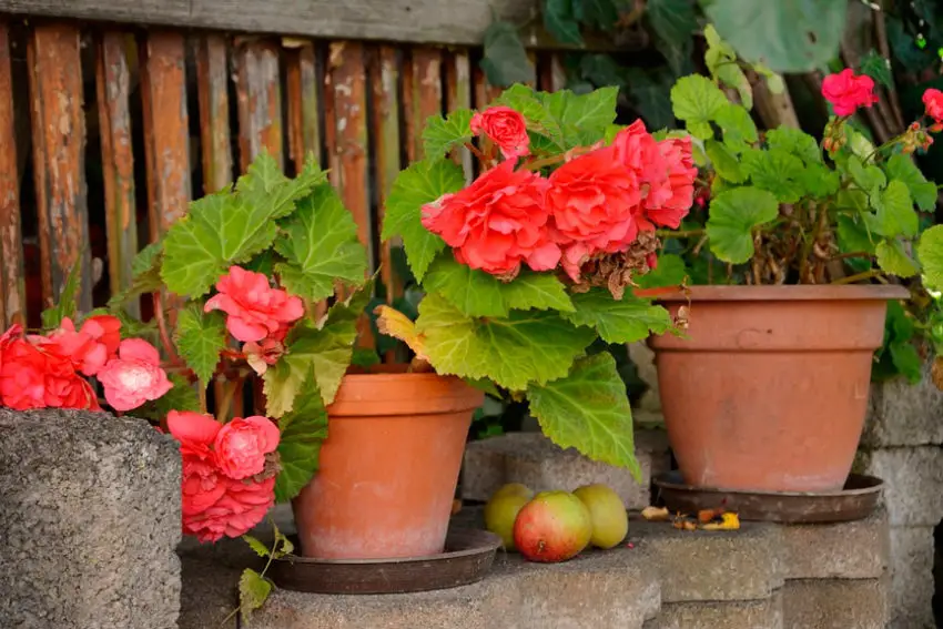 Red Leaf Begonia care at home