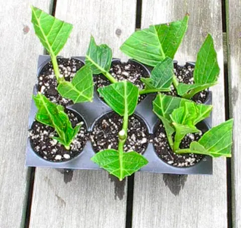 Hydrangea transplanting in summer at home