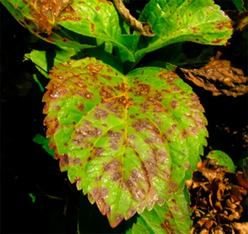 Pests of Hydrangea panicula