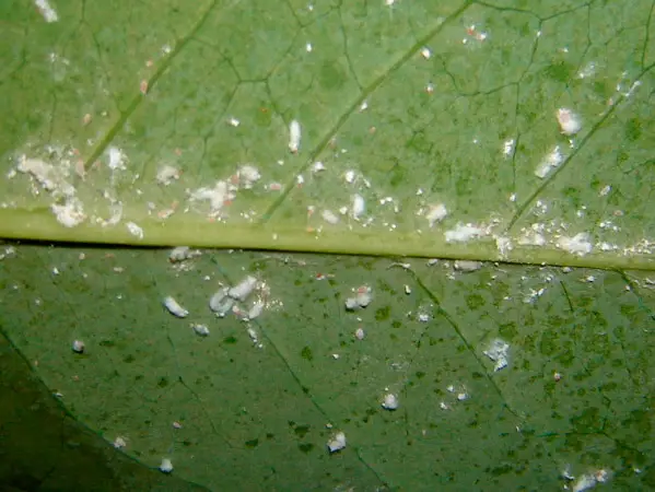 begonia red pests