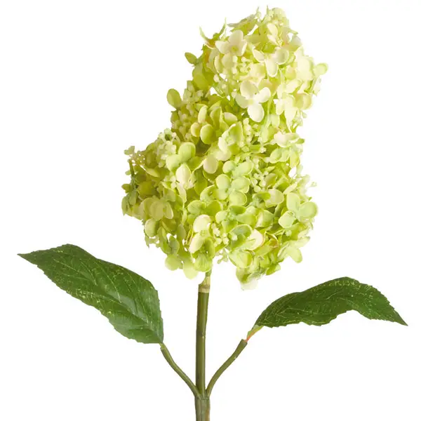 Hydrangea panicula when it blooms