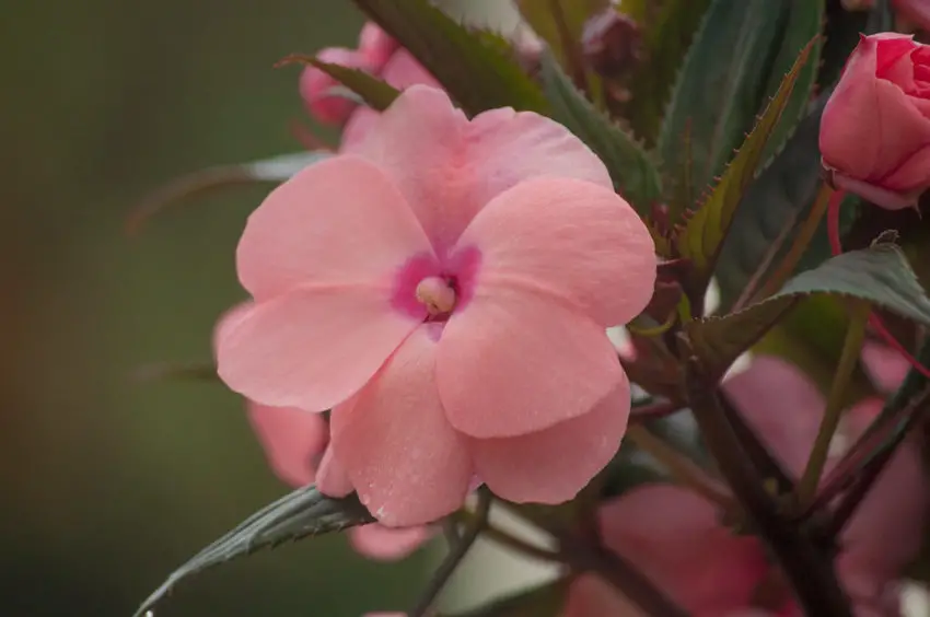 Caring for balsam terry at home