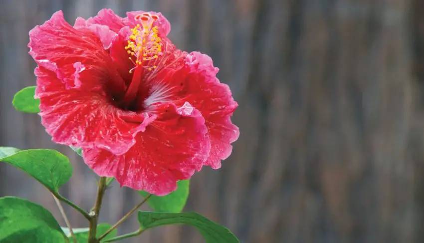 When and how long the hibiscus blooms