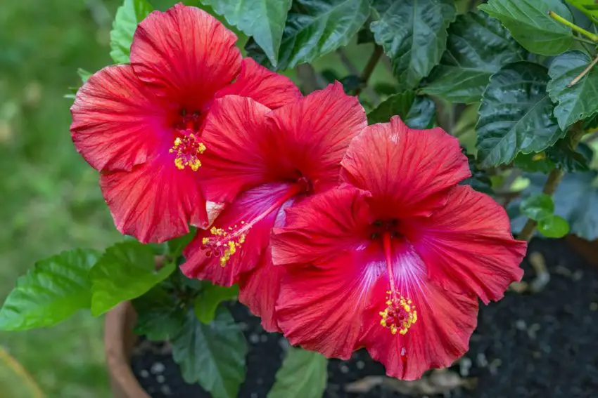 When and how long the hibiscus blooms