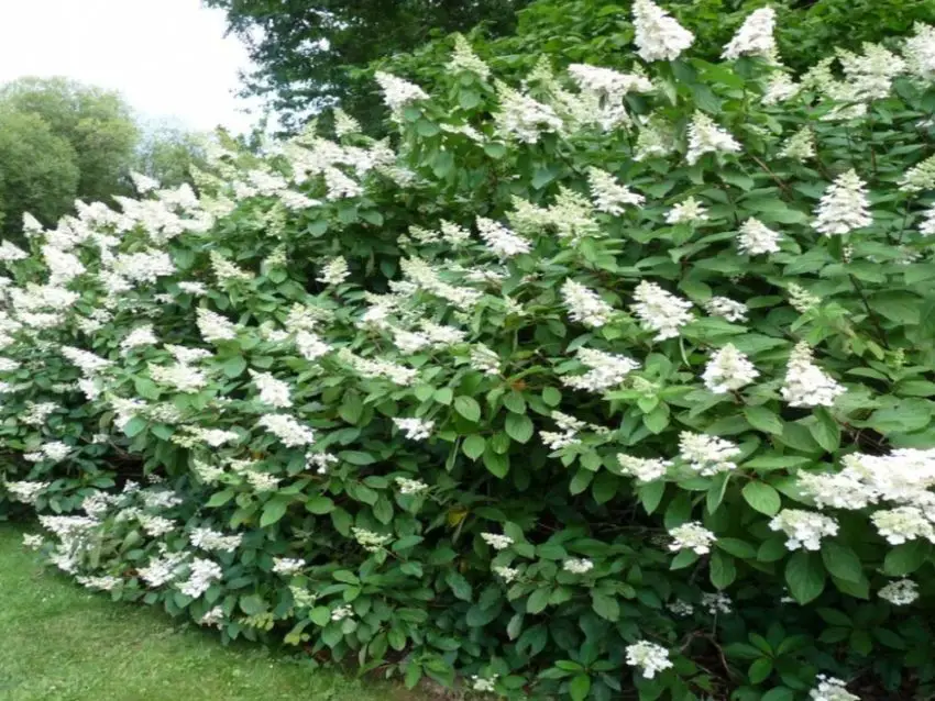 Ways to care for Hydrangea melodious Tardiva