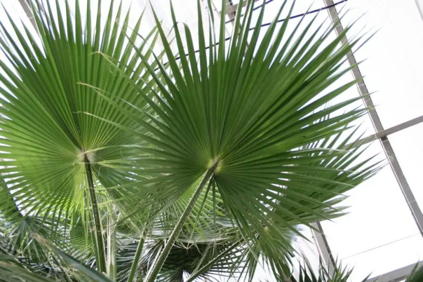 palms Washingtonia nitinosa: how to take care of the plant