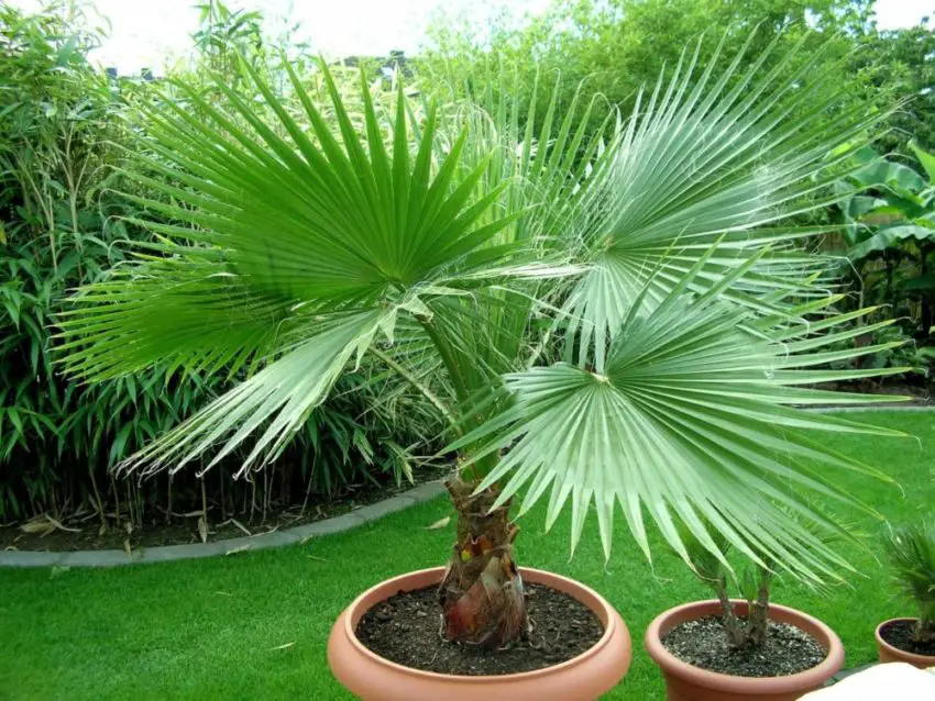 Washingtonia nitinosa: how to take care of the plant