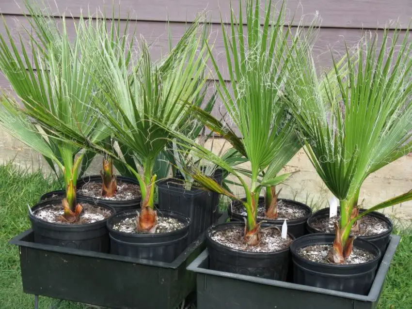 Washingtonia nitinosa: how to take care of the plant