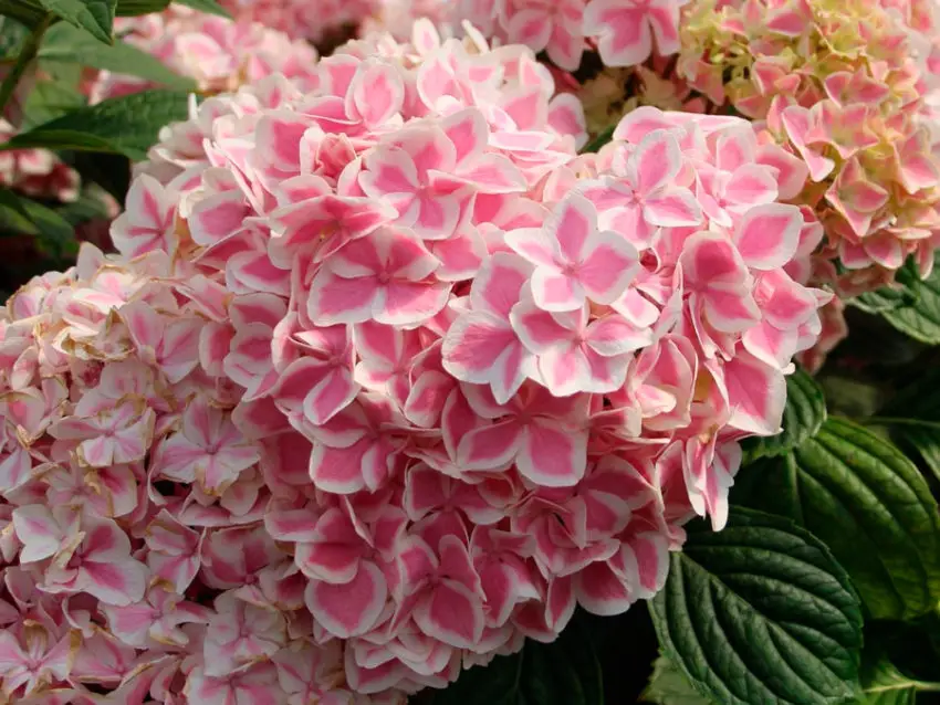 Hydrangea