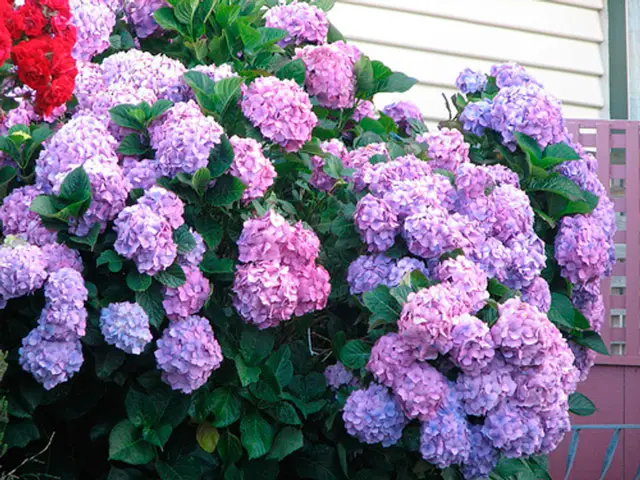 soil for garden hydrangeas