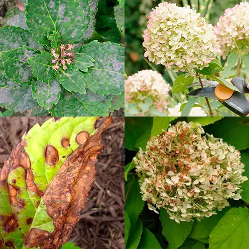 soil for garden hydrangeas