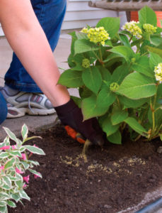 Hydrangea soil