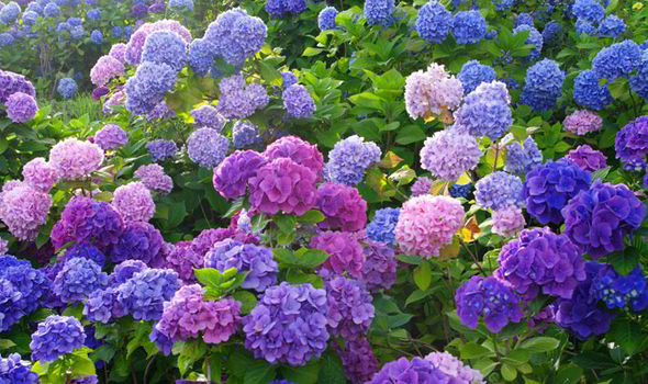 Hydrangea blooming period