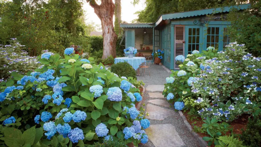 Flowering time of garden hydrangeas