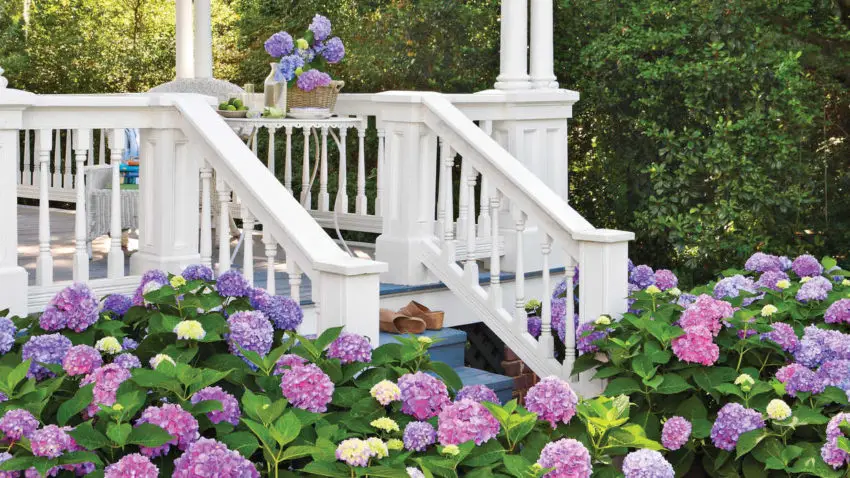 When hydrangea blooms