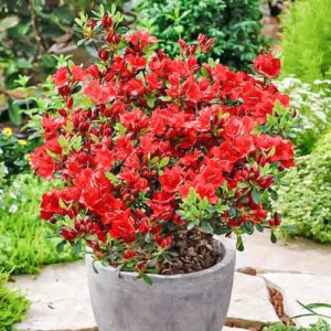 Japanese azalea: varieties, planting, propagation and care