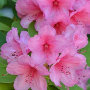 photo of a blooming azalea