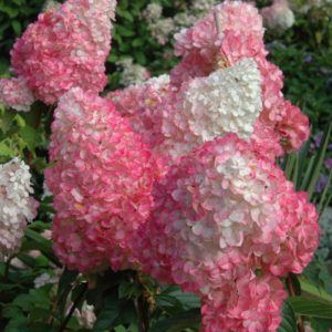 Hydrangea Pink Diamond