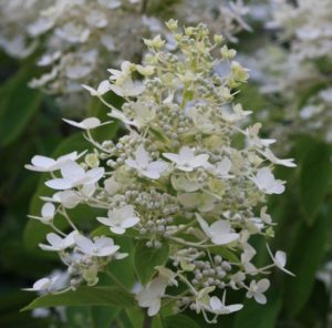 Hydrangea confetti: description, care, reproduction