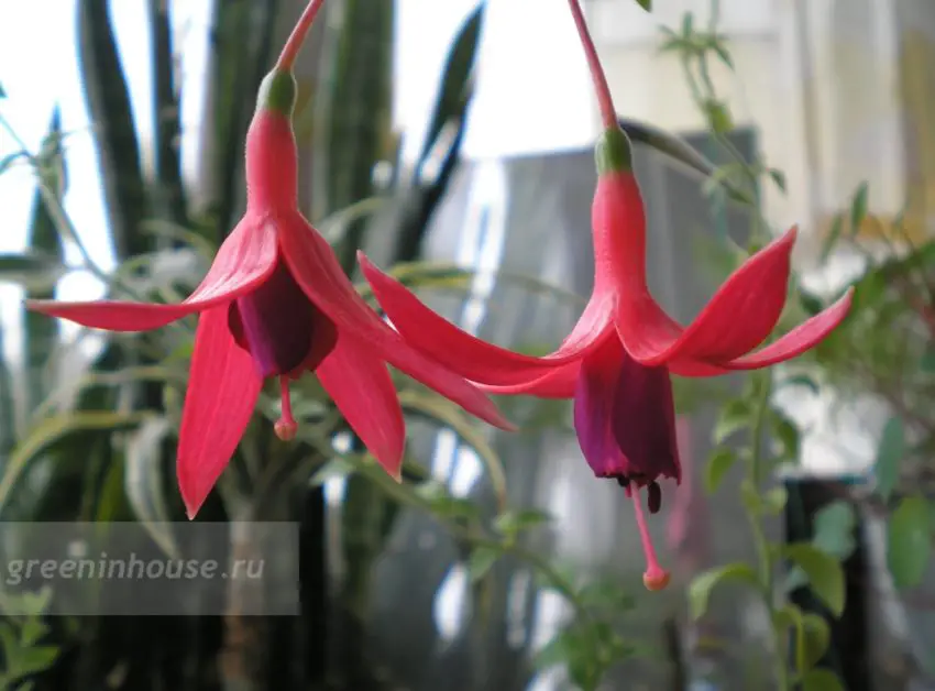 Fuchsia: popular varieties, cultivation and care