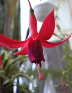 Fuchsia: popular varieties, cultivation and care