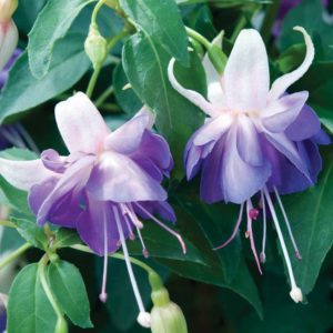 Fuchsia: popular varieties, cultivation and care