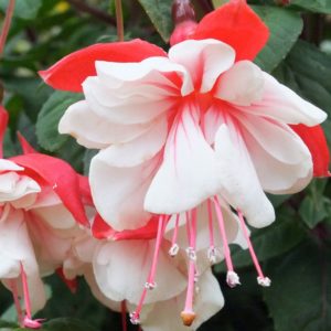 Fuchsia: popular varieties, cultivation and care