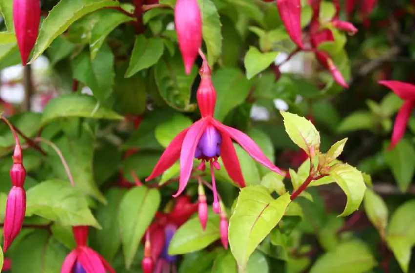 Fuchsia: popular varieties, cultivation and care